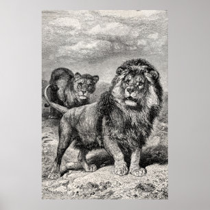 Vintage-Löwinnen-Illustration aus dem 19. Jahrhund Poster