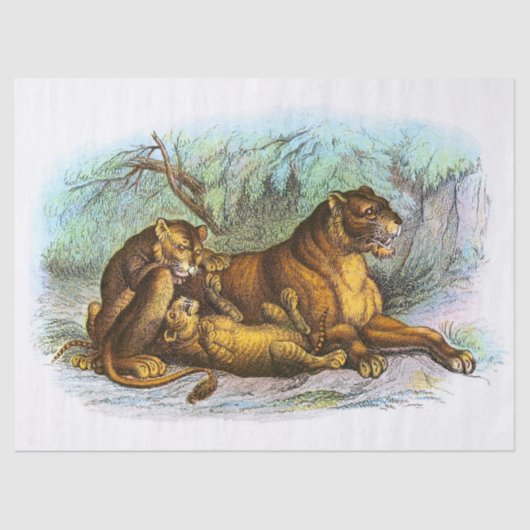 Vintage Lügenhaftigkeit und Cubs Illustration Seidenpapier (Vorderseite)
