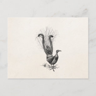 Vintage Lyra Vogel Lyrabird Illustrationsvorlage Postkarte