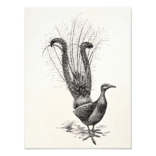 Vintage Lyre-Vogellyrebird-Illustrations-Schablone Fotodruck