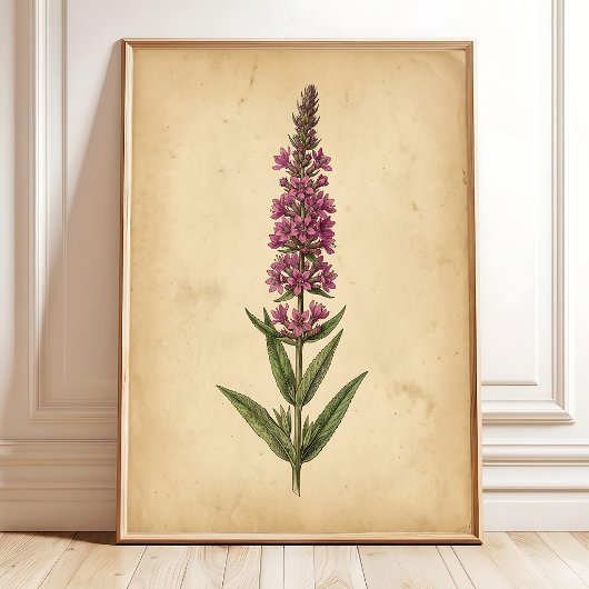 Vintage-Lysimachie-Botanikdruck Poster
