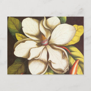 Vintage Magnolia Flowers Plant With Seeds Postkarte