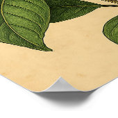 Vintage Magnolia on Weathered Paper Poster (Ecke)