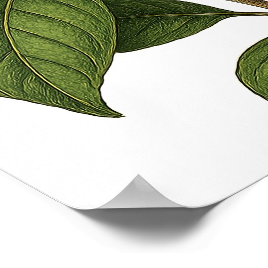 Vintage Magnolia Poster (Ecke)