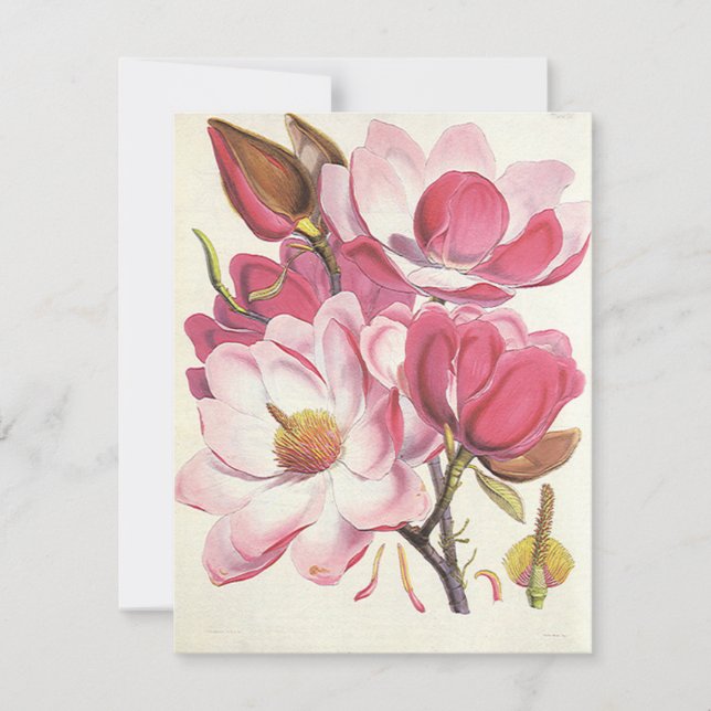 Vintage Magnolia Tree Blossom, Rosa Garten Blume (Vorderseite)
