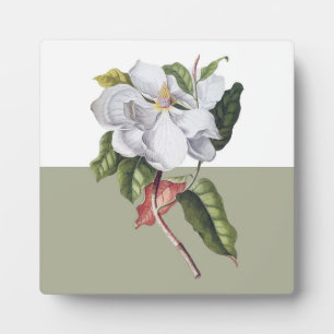 Vintage Magnolie Blütenfarbenblock Fotoplatte