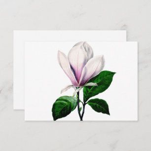 Vintage Magnolienflora ist meine Karte