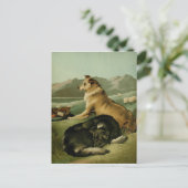 Vintage Malerei: Collie Hunde Postkarte (Stehend Vorderseite)