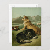 Vintage Malerei: Collie Hunde Postkarte (Vorne/Hinten)