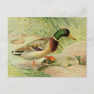 Vintage Mallard Duck Postkarte