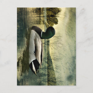 Vintage Mallard Duck Weathered Postcard Feiertagspostkarte