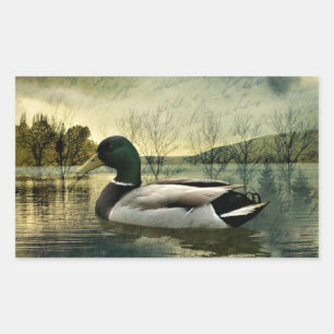 Vintage Mallard Duck Weathered Postcard Rechteckiger Aufkleber
