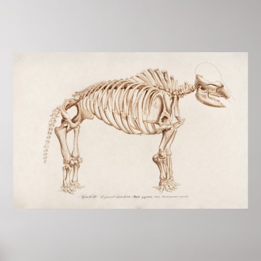 Vintage Mamoth-Illustration Poster (Vorne)