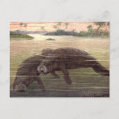Vintage Manatis oder Seekühe, Meeressäuger Postkarte (Vorderseite)