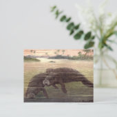 Vintage Manatis oder Seekühe, Meeressäuger Postkarte (Stehend Vorderseite)