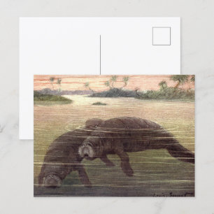 Vintage Manatis oder Seekühe, Meeressäuger Postkarte