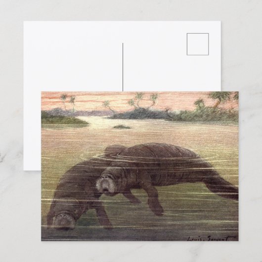 Vintage Manatis oder Seekühe, Meeressäuger Postkarte (Vorne/Hinten)