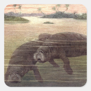 Vintage Manatis oder Seekühe, Meeressäuger Quadratischer Aufkleber