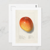 VINTAGE "MANGO" AMANDA ALMIRA NEWTON 1908 POSTKARTE (Vorne/Hinten)