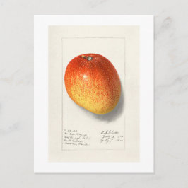 VINTAGE "MANGO" AMANDA ALMIRA NEWTON 1908 POSTKARTE