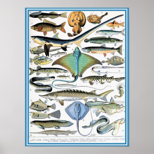 Vintage Marine Life Illustration Poster (Vorne)