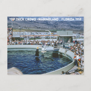 Vintage Marineland Florida Postkarte