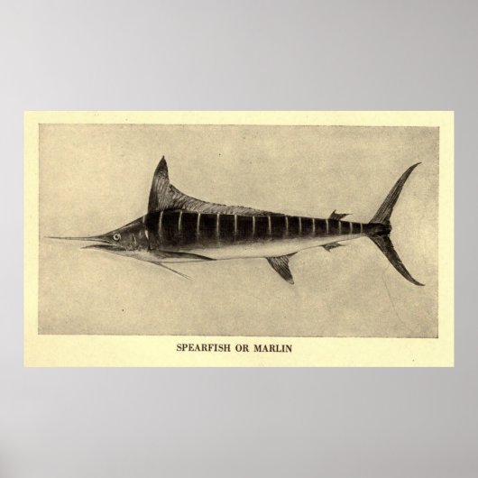 Vintage Marlin Illustration (1921) Poster (Vorne)
