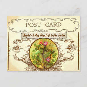 Vintage Maryland Staatsblumen Postkarte