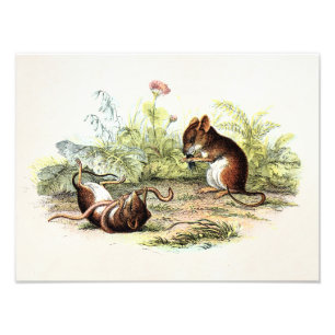 Vintage-Maus-Illustration aus dem 19. Jahrhundert Fotodruck
