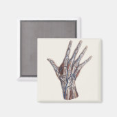 Vintage Medizin, menschliche Anatomie Hand Fingers Magnet (Vorderseite/Rückseite)