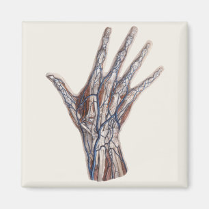 Vintage Medizin, menschliche Anatomie Hand Fingers Magnet