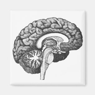Vintage medizinische Anatomie-Illustration menschl Magnet