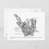 Vintage medizinische Illustration Postkarte (Vorne/Hinten)