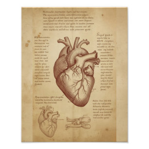 Vintage Medizinische Menschliche Herz Anatomie Bil Fotodruck