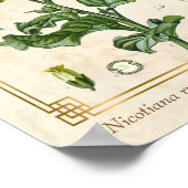 Vintage medizinische Pflanze Aztec Tobacco Botanic Poster (Ecke)