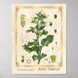 Vintage medizinische Pflanze Aztec Tobacco Botanic Poster