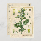 Vintage medizinische Pflanze Aztec Tobacco Botanic Postkarte (Vorne/Hinten)