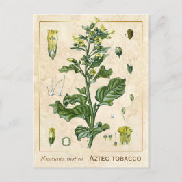 Vintage medizinische Pflanze Aztec Tobacco Botanic Postkarte