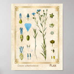 Vintage medizinische Pflanze Flachs Linsaat Botani Poster