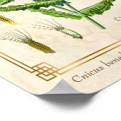 Vintage medizinische Pflanze Gesegnet Thistle Bota Poster (Ecke)