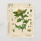 Vintage medizinische Pflanze Henbane Herb Botanica Postkarte (Vorne/Hinten)