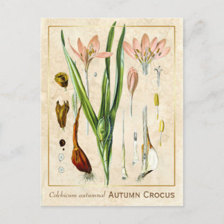 Vintage medizinische Pflanze Herbst Crocus Botanic Postkarte