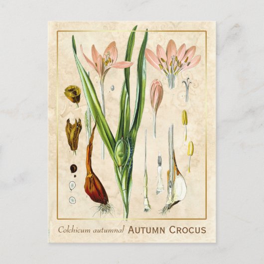 Vintage medizinische Pflanze Herbst Crocus Botanic Postkarte (Vorderseite)