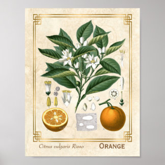 Vintage medizinische Pflanze Orange Fruit Botanica Poster