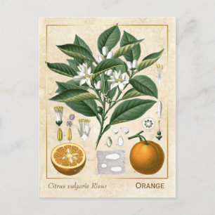 Vintage medizinische Pflanze Orange Fruit Botanica Postkarte