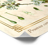 Vintage medizinische Pflanze Roter Kirsch Botanisc Poster (Ecke)