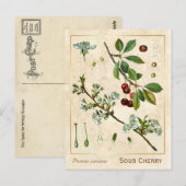 Vintage medizinische Pflanze Roter Kirsch Botanisc Postkarte (Vorne/Hinten)