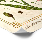 Vintage medizinische Pflanze Tabakpflanze Botanisc Poster (Ecke)