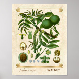 Vintage medizinische Pflanze Walnussbaum Nut Botan Poster