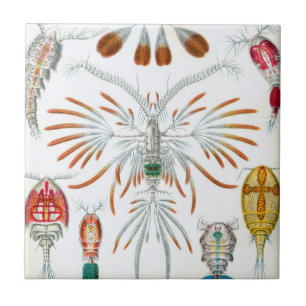 Vintage-Meeres-Tiere, Copepoda von Ernst Haeckel Fliese